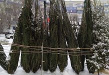 Почем зеленая красавица? От региона зависит: цены к Новому году разнятся — БлокнотРУ — Новости. Инфляция Россия новости. Инфляция в России новости. Инфляция в России последние новости. Цены в России новости. Цены в России последние новости. Инфляция в России 2025 новости. Инфляция в России в 2025 последние новости.