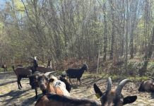 Директор Париж – Рубэ о кражах булыжников и срочном ремонте: «Оставьте камни в покое»