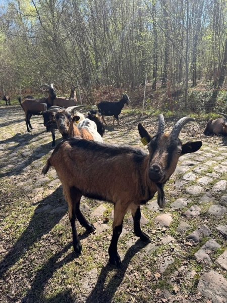 Директор Париж – Рубэ о кражах булыжников и срочном ремонте: «Оставьте камни в покое»